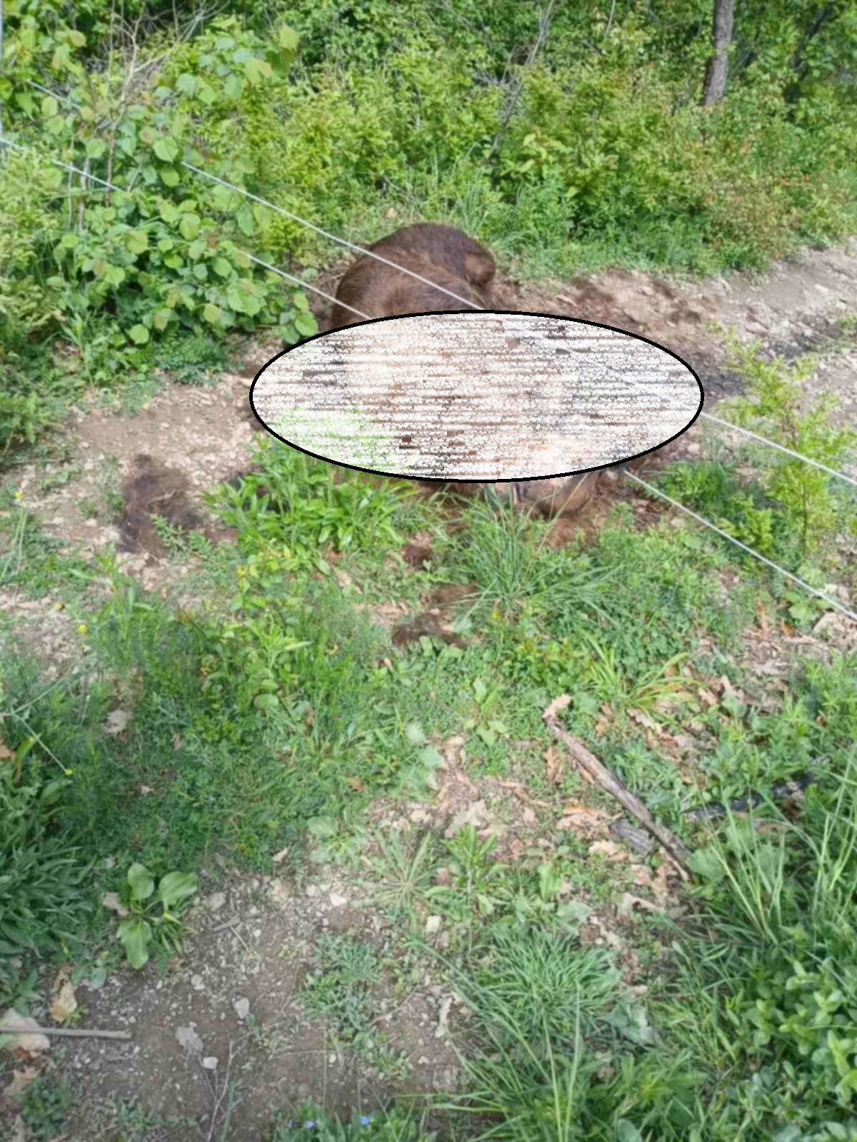 Zubin Potok, telat e rrymës shumë ulët, e pëson një ari