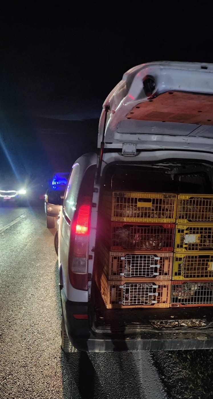 Parandalohet kontrabandimi i 150 shpezëve me furgonin që dyshohet se kishte hyrë ilegalisht nga Serbia